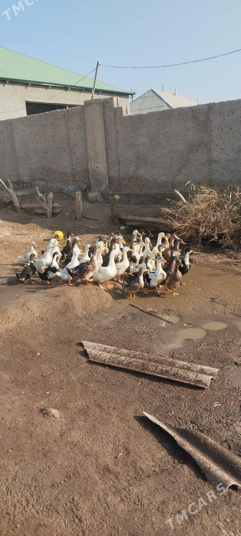 induk - Бабадайхан - img 5