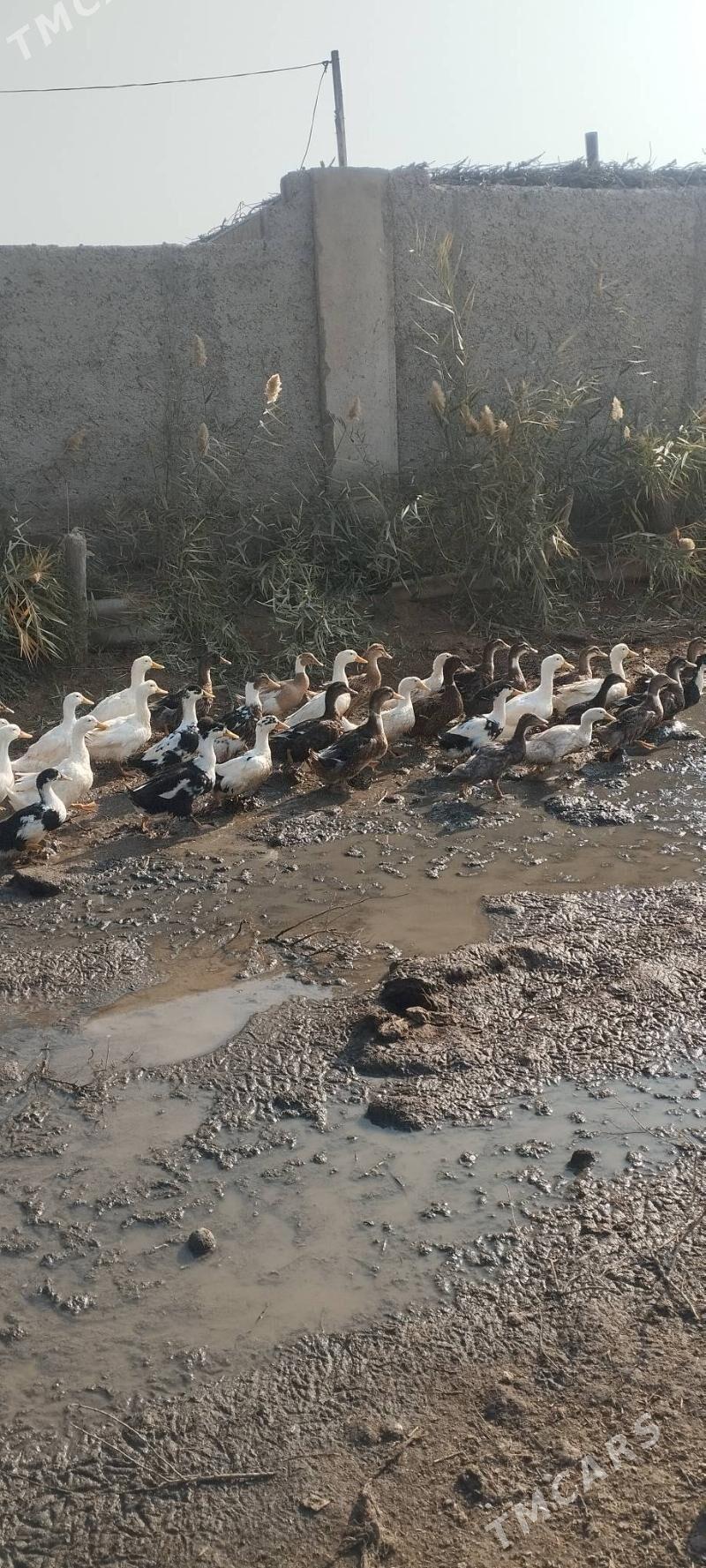 induk - Бабадайхан - img 2