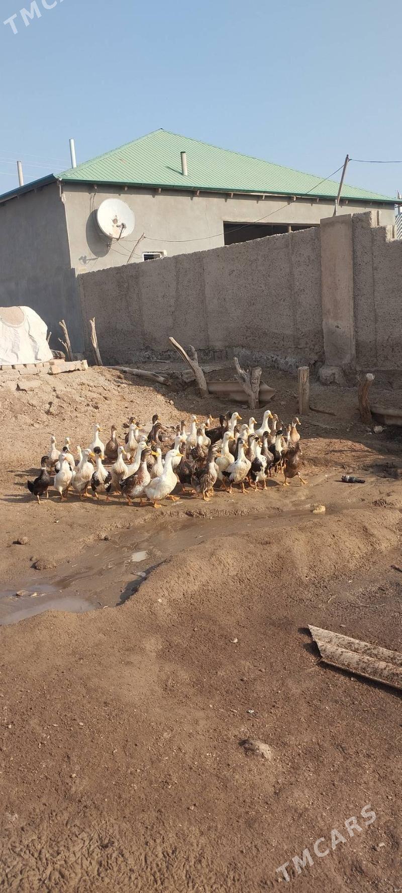 induk - Бабадайхан - img 6