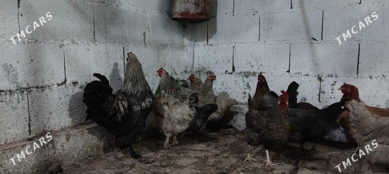 Balgar towuk 10 aýlyk - Гёкдепе - img 2