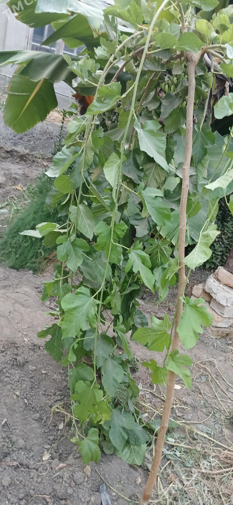 şa tut - Sakarçäge - img 2