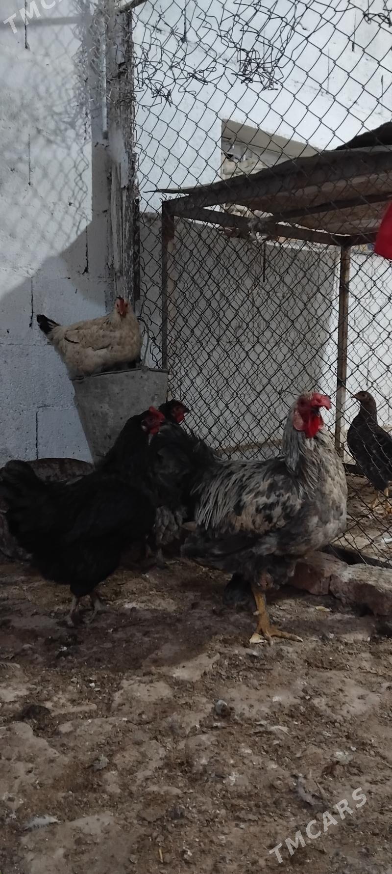 Balgar towuk 10 aýlyk - Гёкдепе - img 3