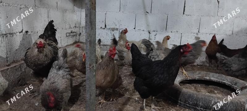 Balgar towuk 10 aýlyk - Гёкдепе - img 4