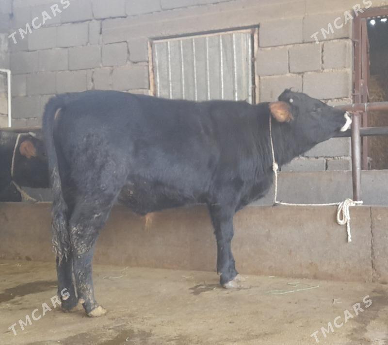 öküz - Бузмеин - img 5