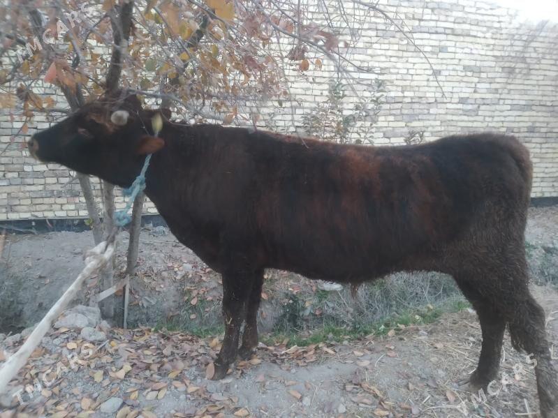 baklyk öküz - Çärjew - img 2