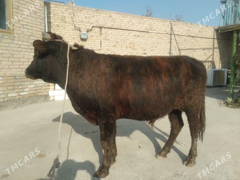 baklyk öküz - Çärjew - img 3