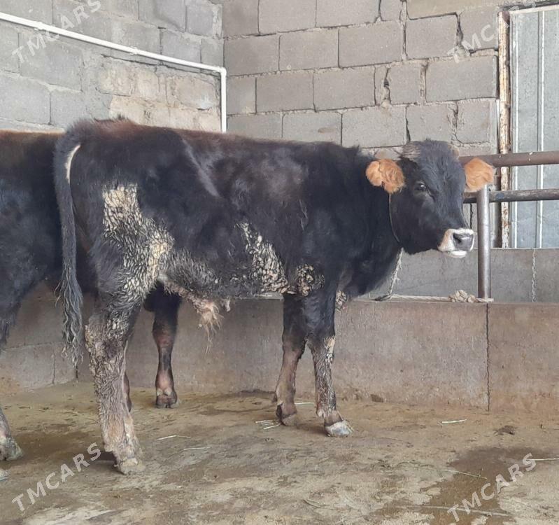 öküz - Бузмеин - img 4