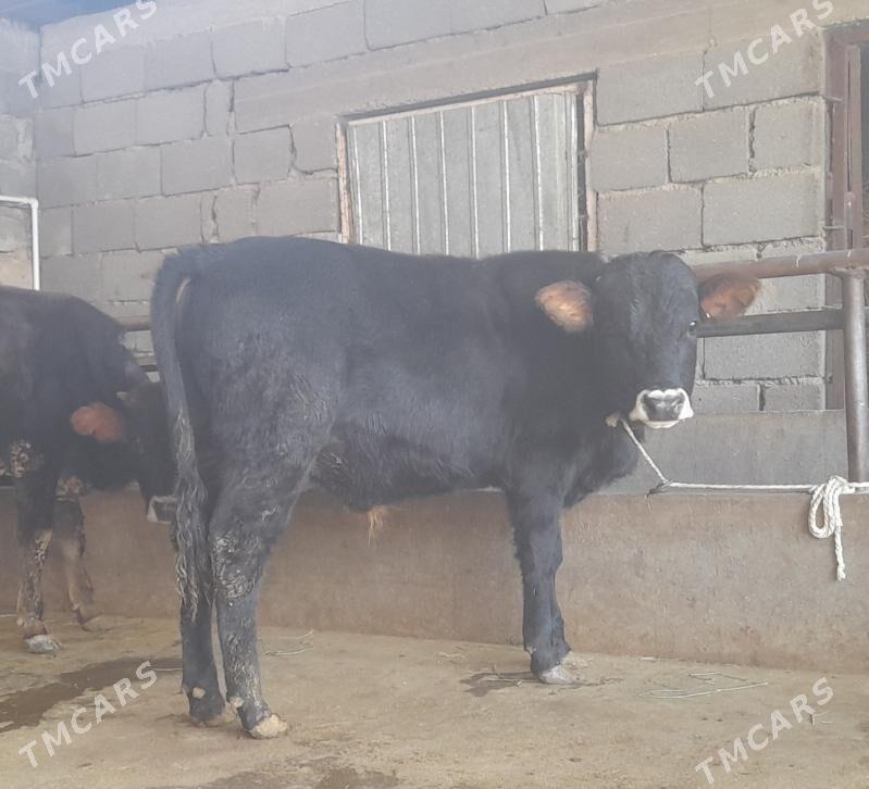 öküz - Бузмеин - img 8