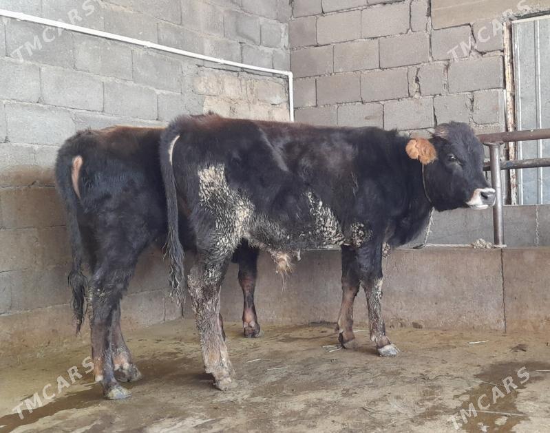 öküz - Бузмеин - img 3