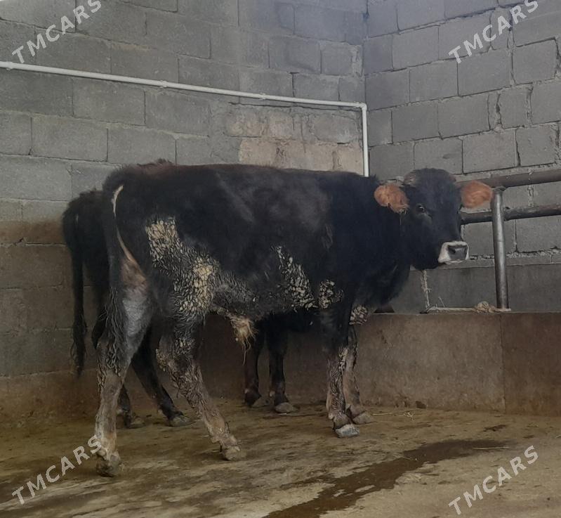 öküz - Бузмеин - img 7