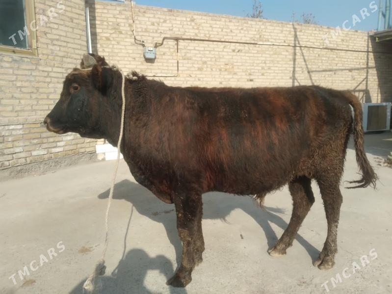 baklyk öküz - Çärjew - img 5