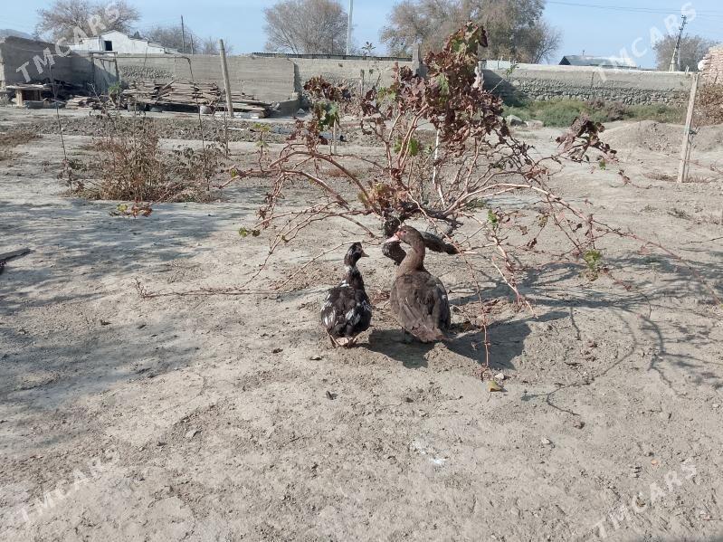 Инда Утка - Bereket - img 2