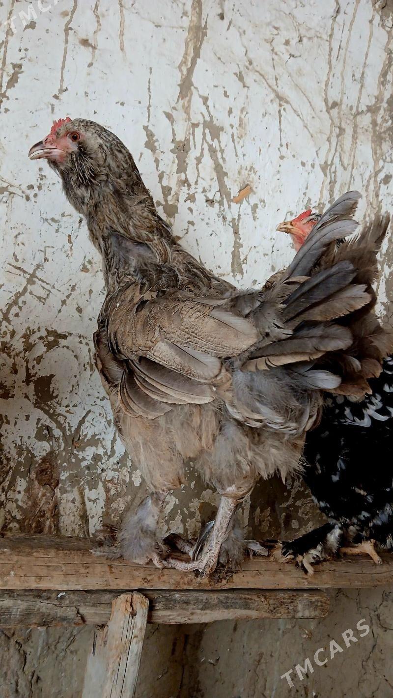 brama maki - Bäherden - img 2