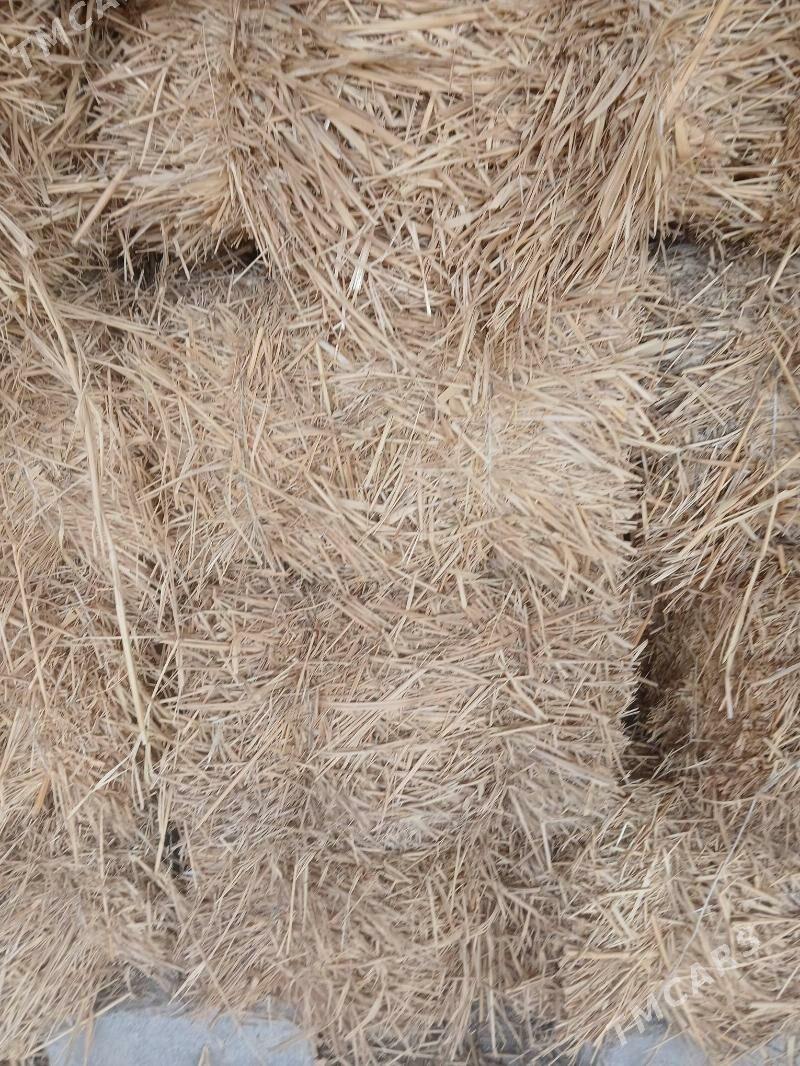 saman - Ýaşlyk - img 2