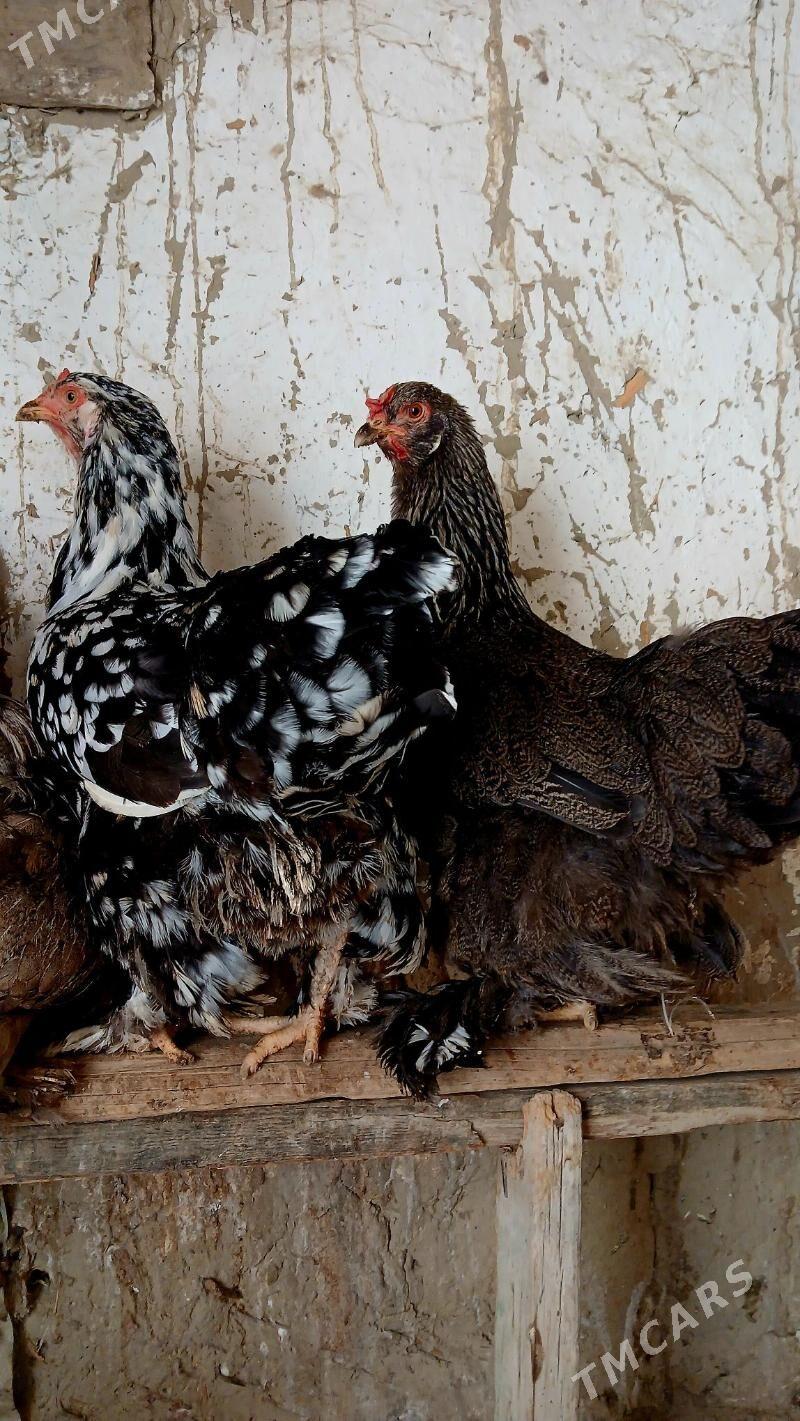 brama maki - Bäherden - img 3