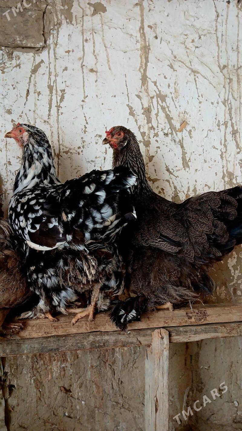 brama maki - Bäherden - img 5