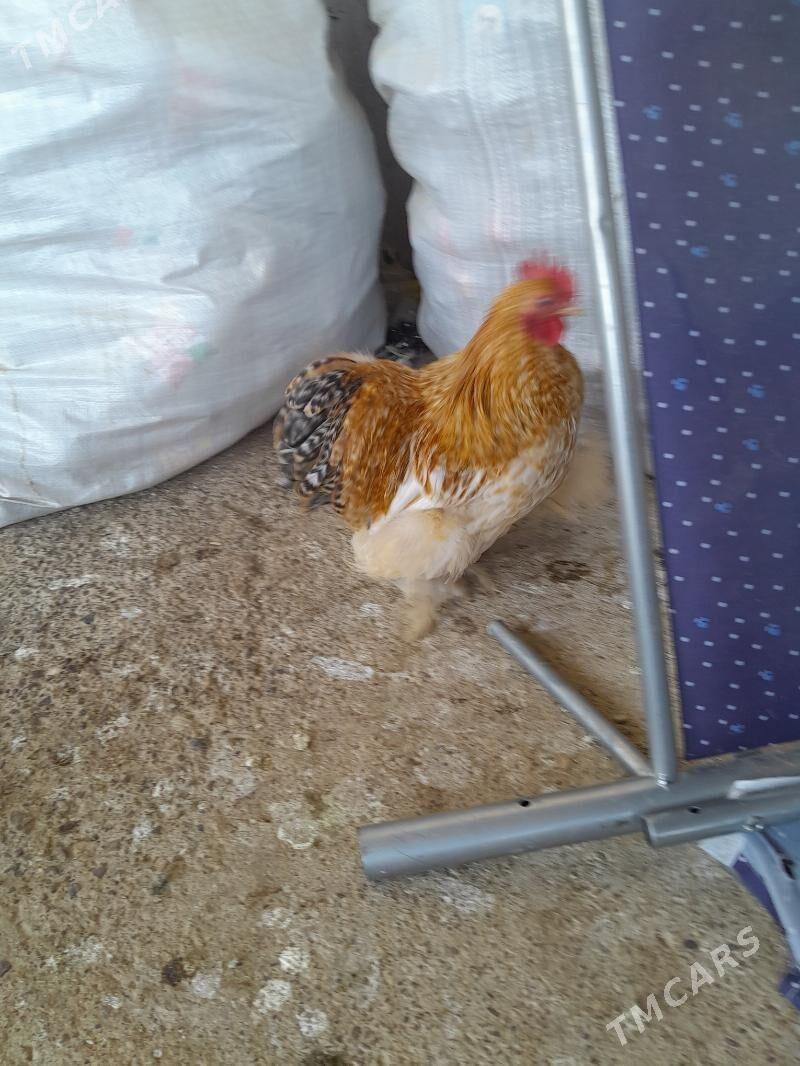 Кокика - Ýolöten - img 3