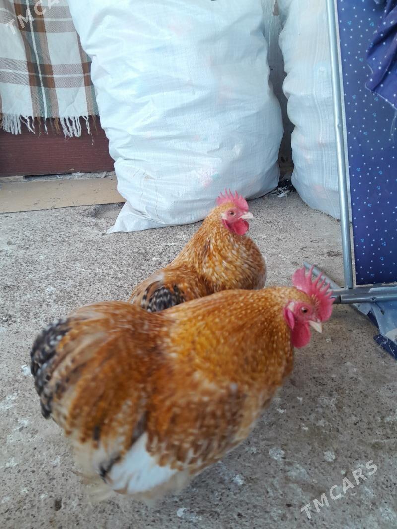 Кокика - Ýolöten - img 2