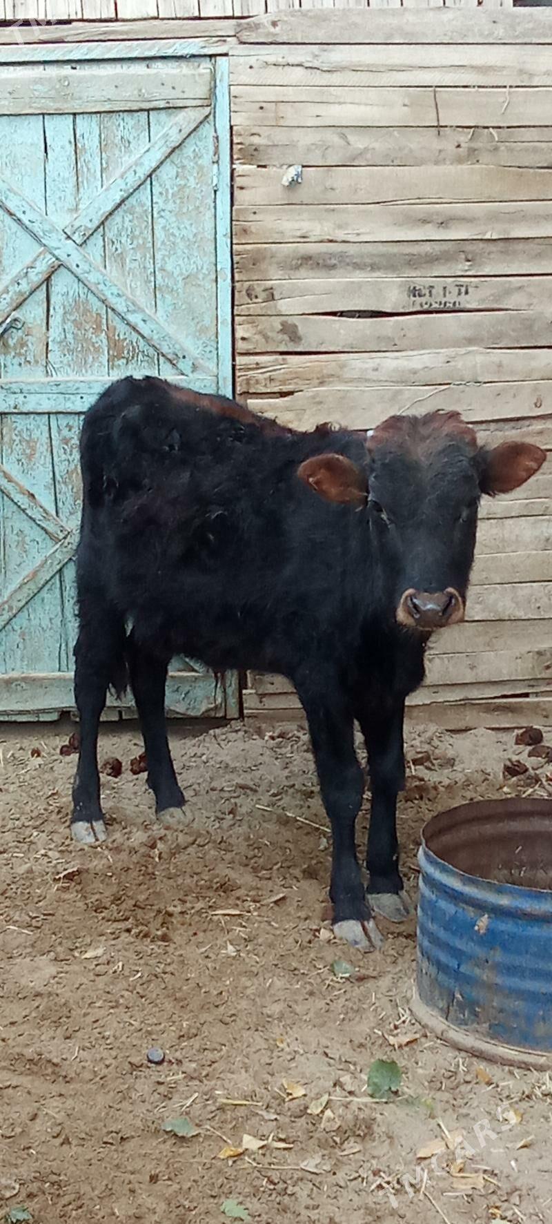 öküz - Джебел - img 3