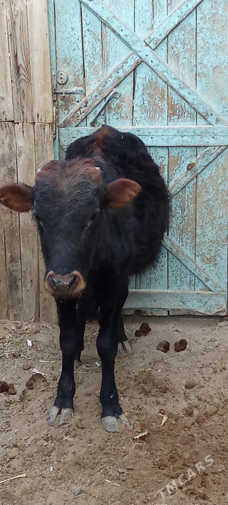 öküz - Джебел - img 2