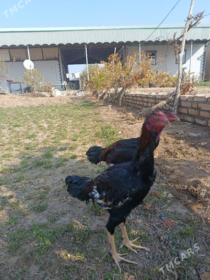 bayes horaz - Векильбазар - img 7