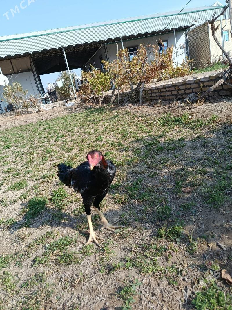 bayes horaz - Векильбазар - img 2