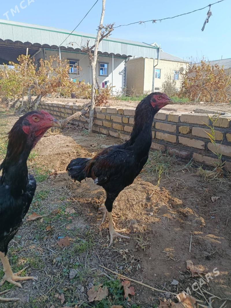 bayes horaz - Векильбазар - img 9