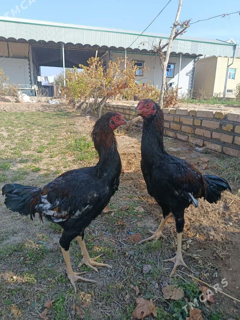 bayes horaz - Векильбазар - img 5