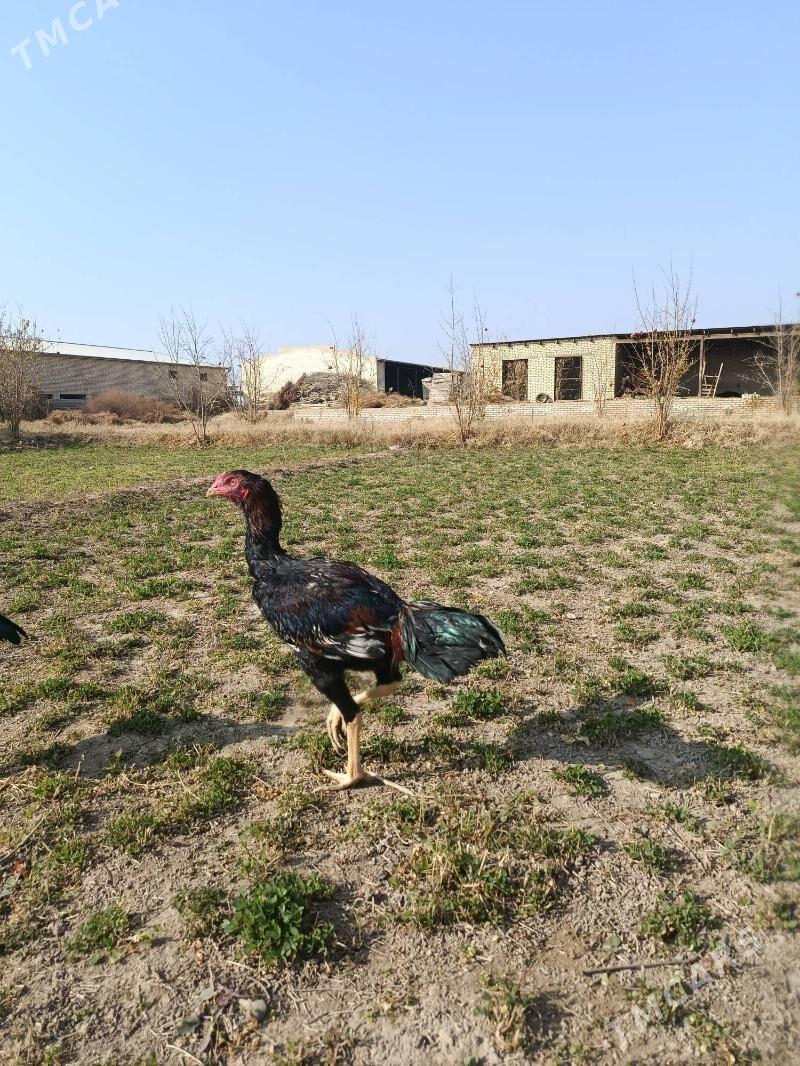 bayes horaz - Векильбазар - img 8