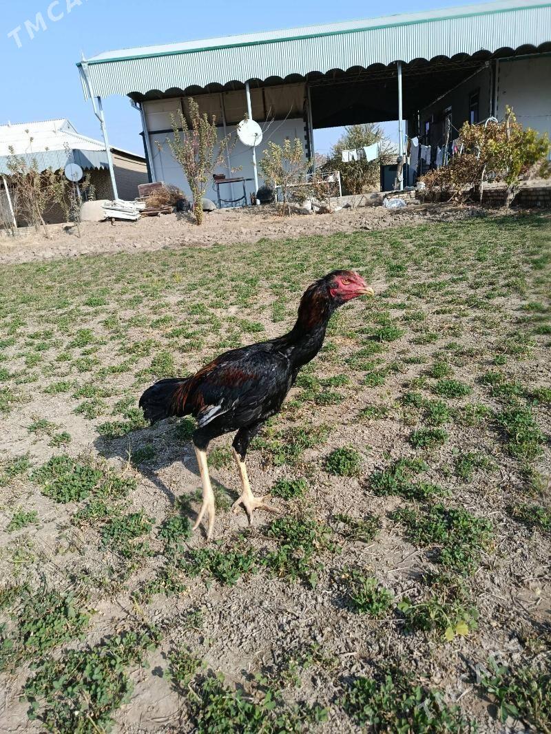 bayes horaz - Векильбазар - img 3