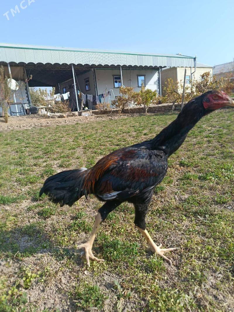 bayes horaz - Векильбазар - img 4