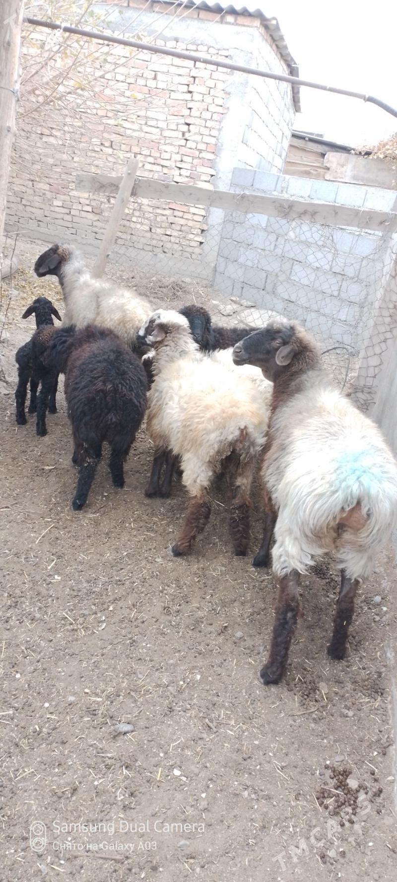 guzly goyun - Гёкдепе - img 3