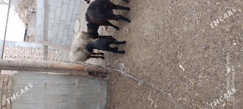 guzly goyun - Гёкдепе - img 2