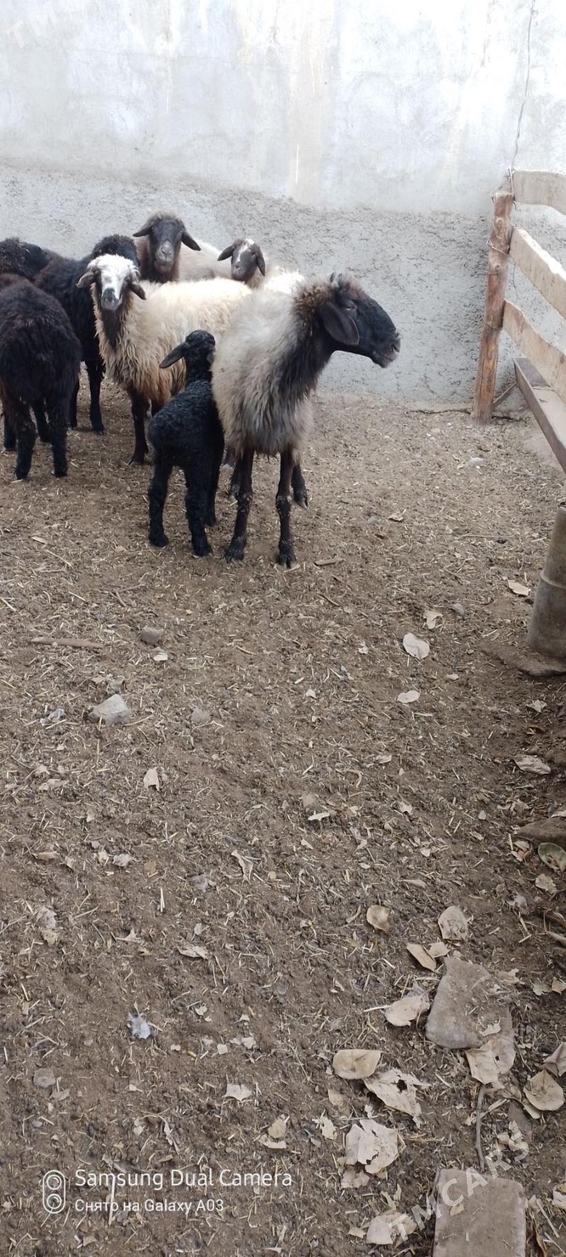 guzly goyun - Гёкдепе - img 1