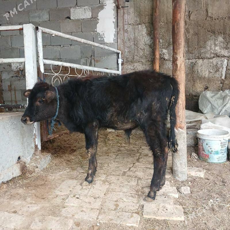 ÖKUZ - Бузмеин - img 2