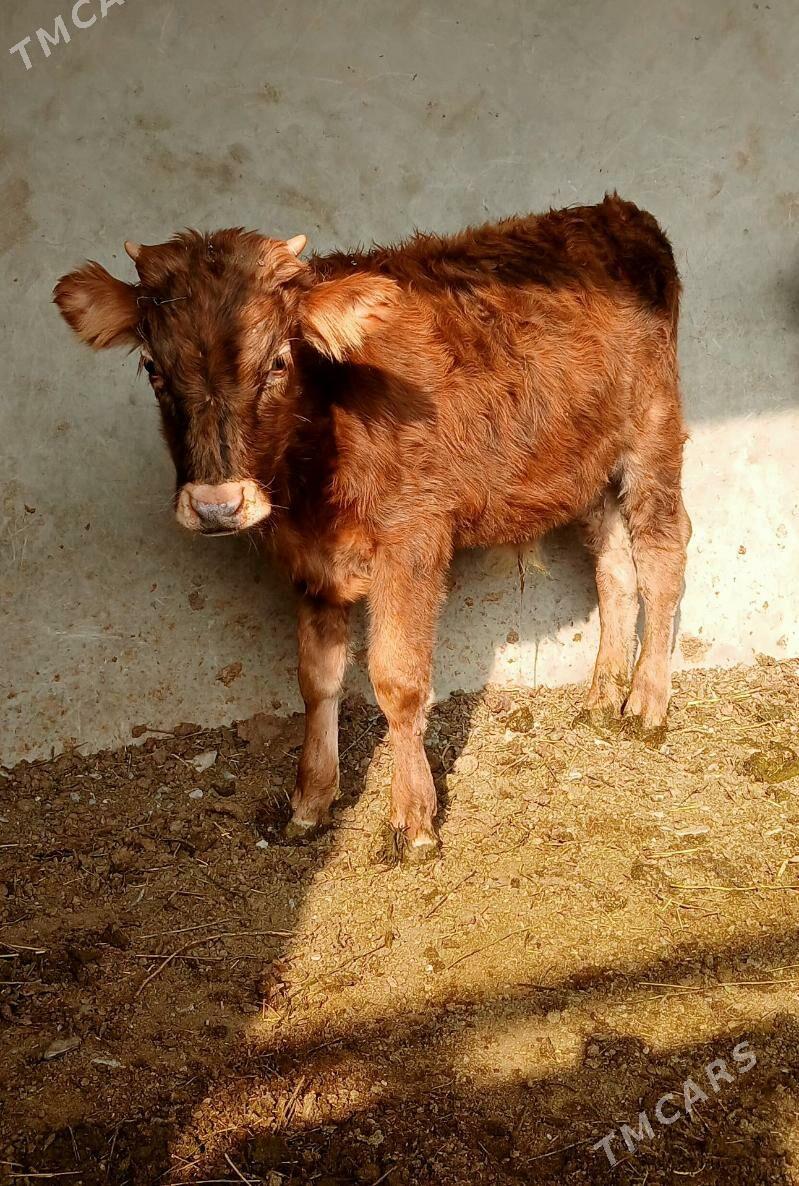 Dalgyr okuzce - Бахарден - img 2