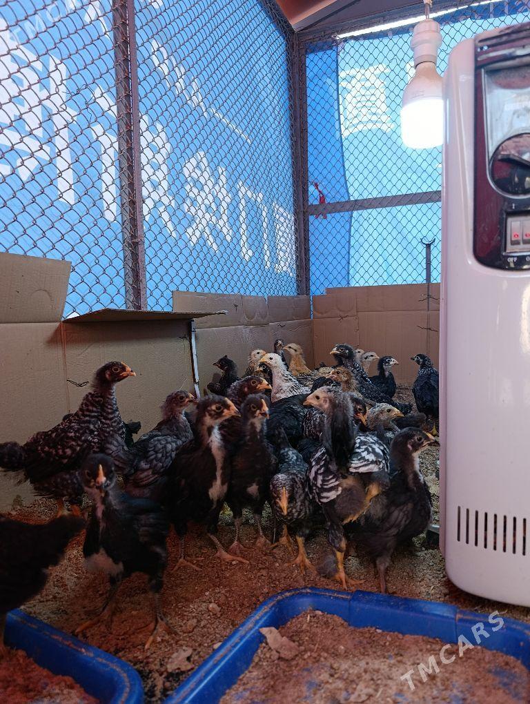 dominant jüje - Aşgabat - img 3