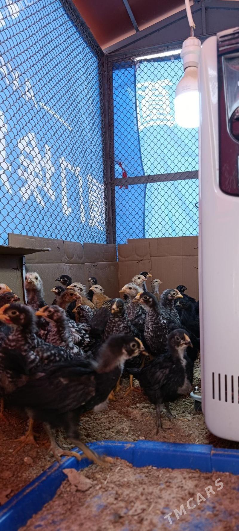 dominant jüje - Aşgabat - img 2