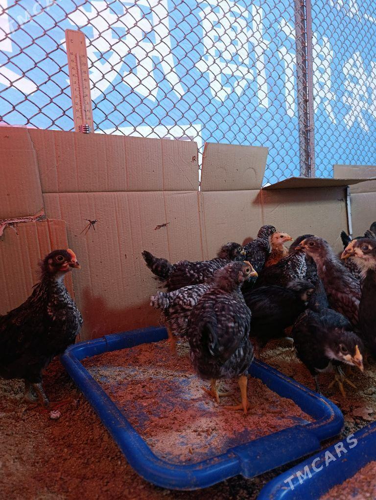 dominant jüje - Aşgabat - img 4