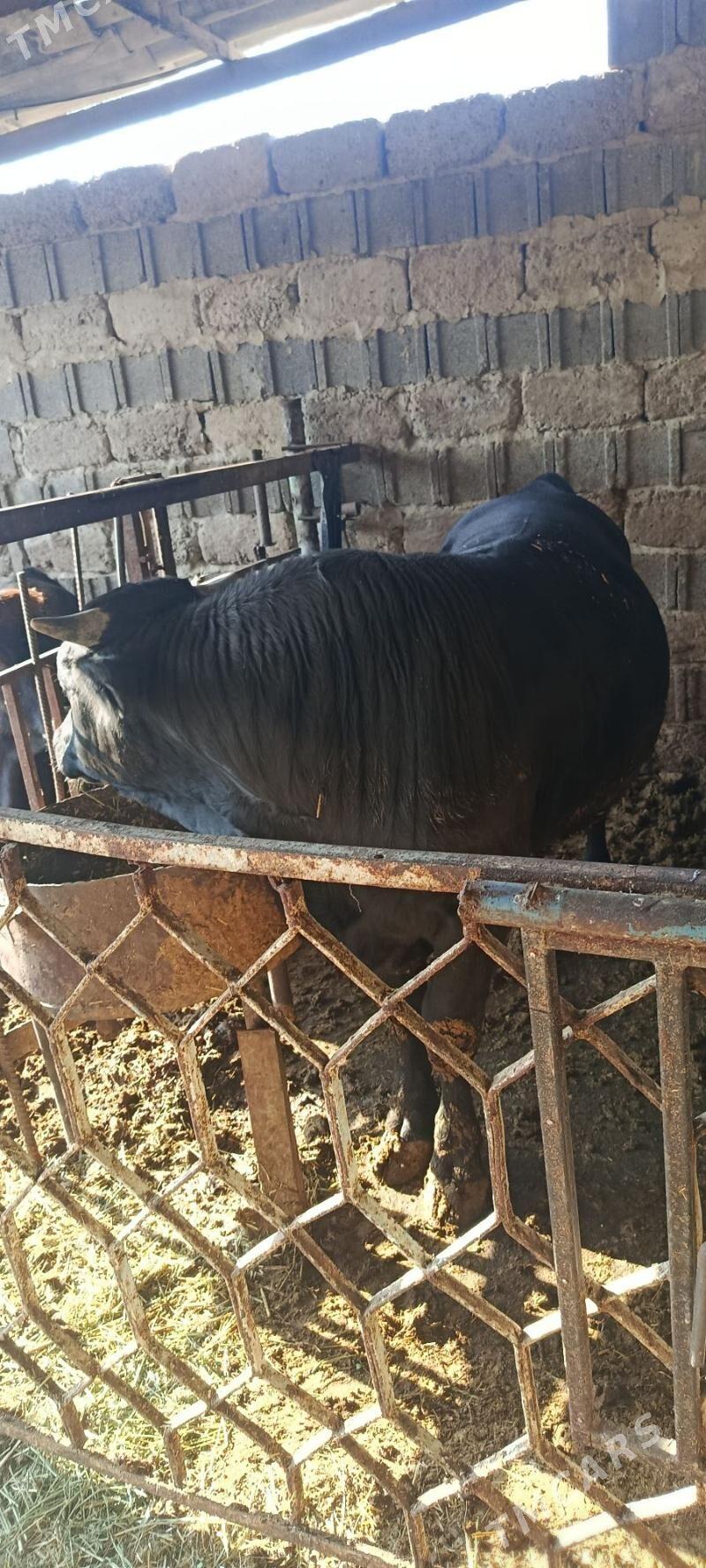 okuz 3 sani - Бахарден - img 5