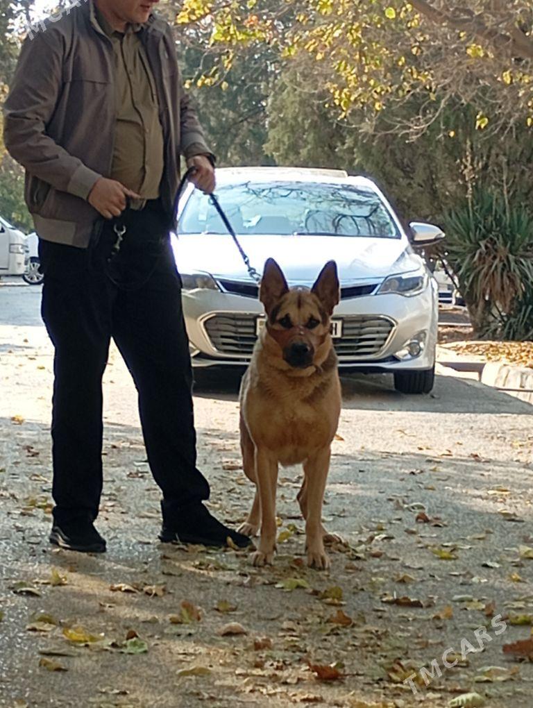 щенки немецкой овчарки - Ашхабад - img 1