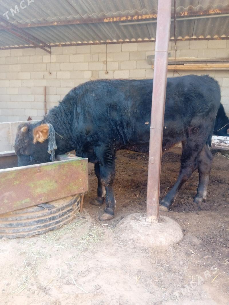 öküz - Babadaýhan - img 5