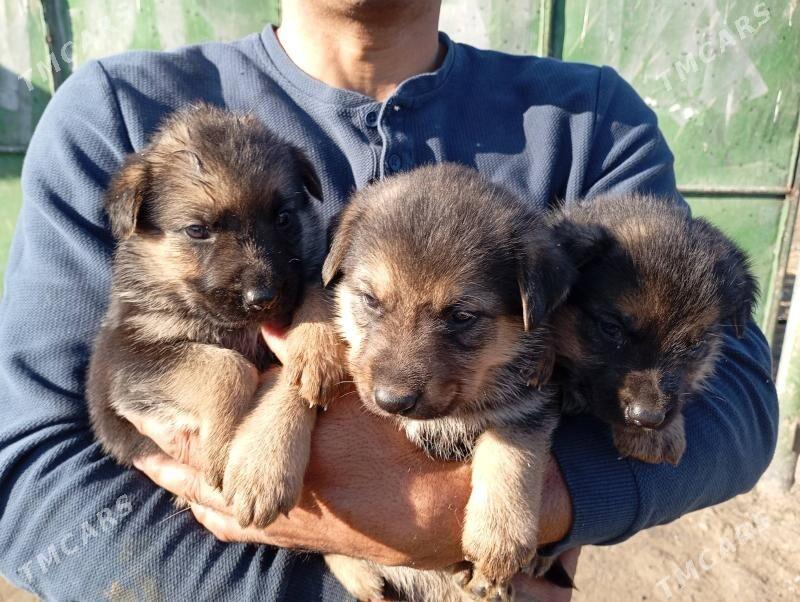 щенки немецкой овчарки - Ашхабад - img 4