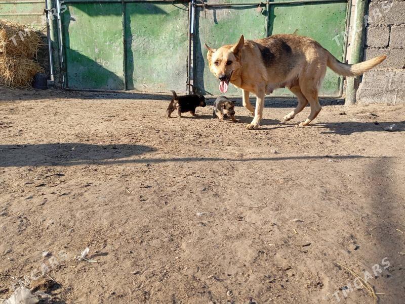 щенки немецкой овчарки - Ашхабад - img 2