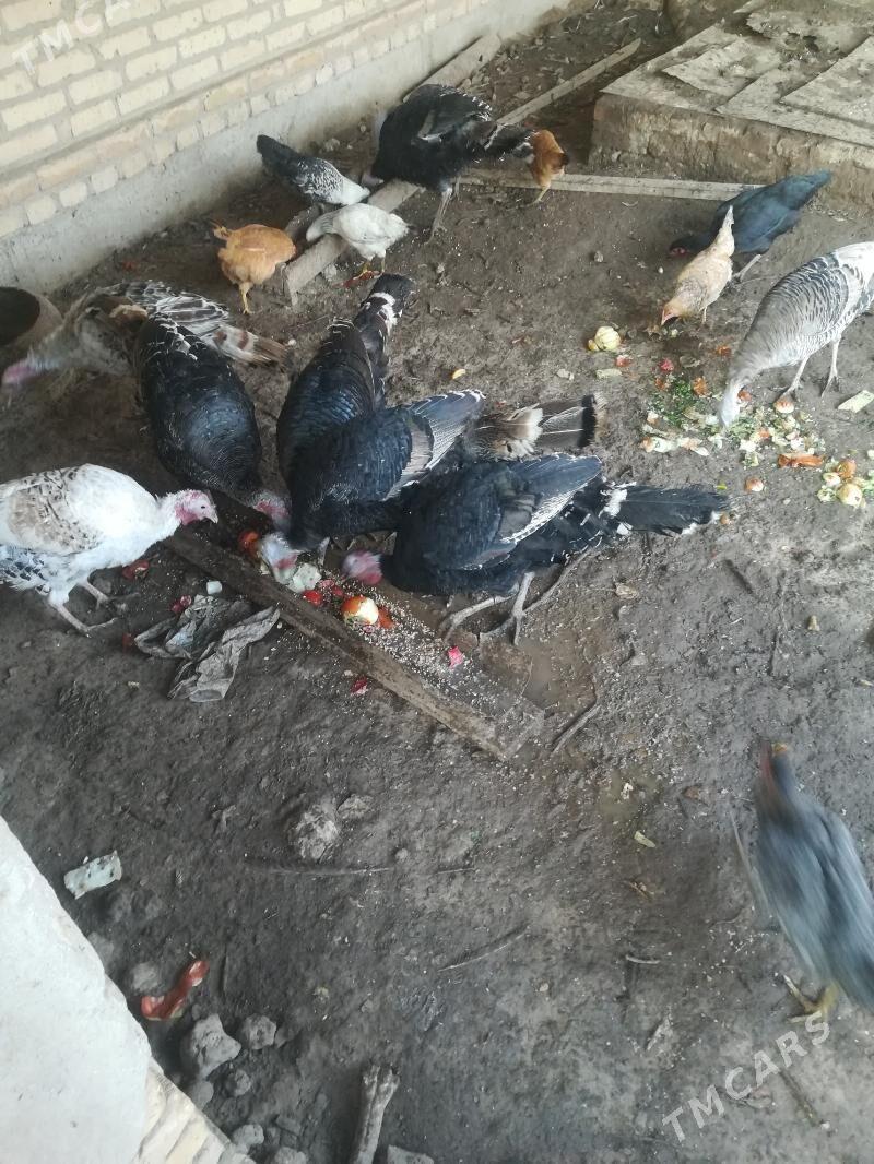 Индюки - Туркменабат - img 6