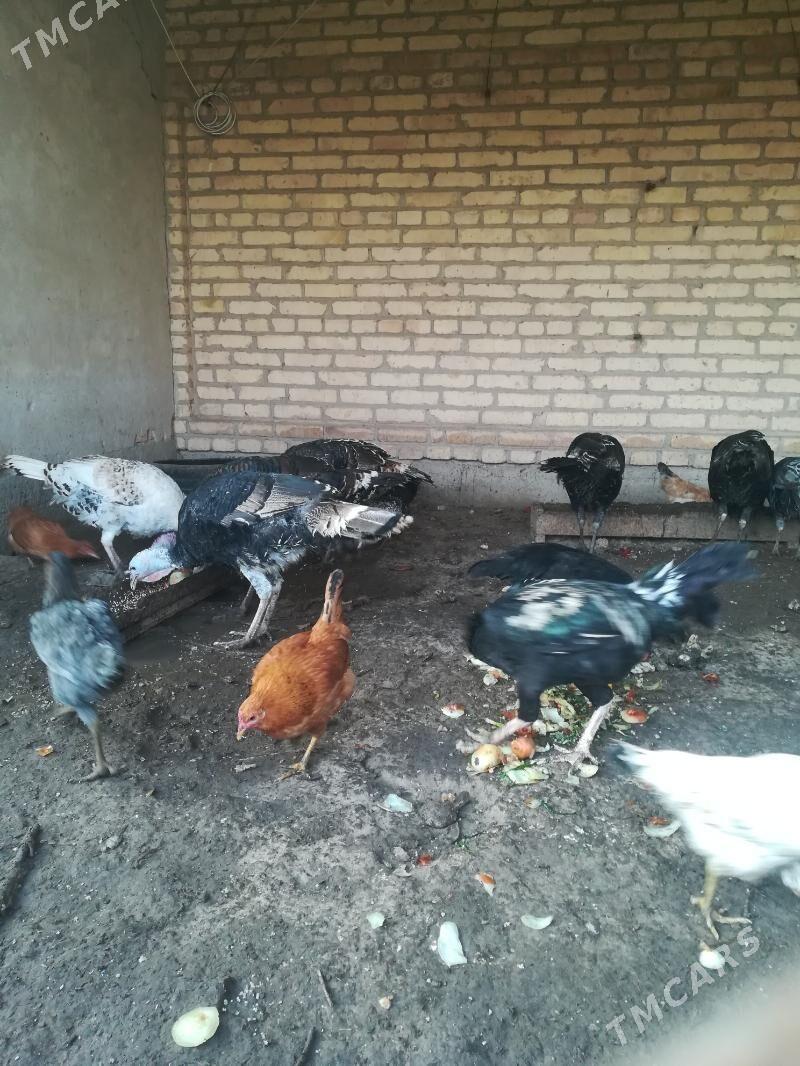 Индюки - Туркменабат - img 7