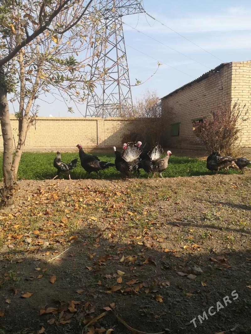 Индюки - Туркменабат - img 4
