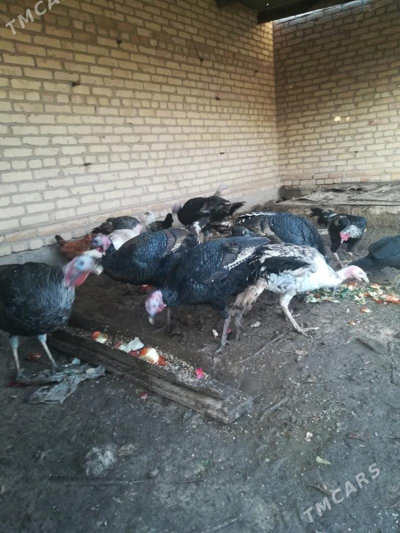 Индюки - Туркменабат - img 5