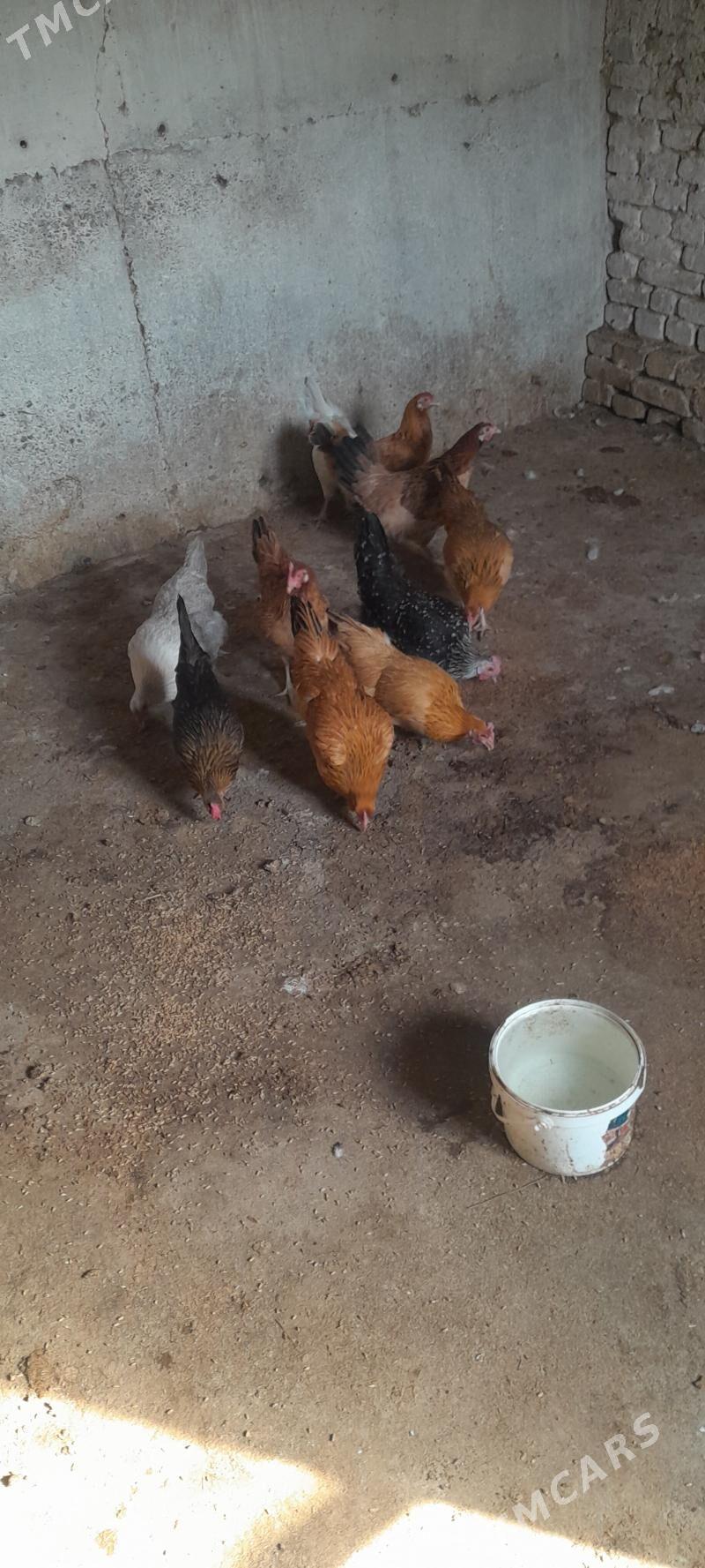 towuk - Kaka - img 9