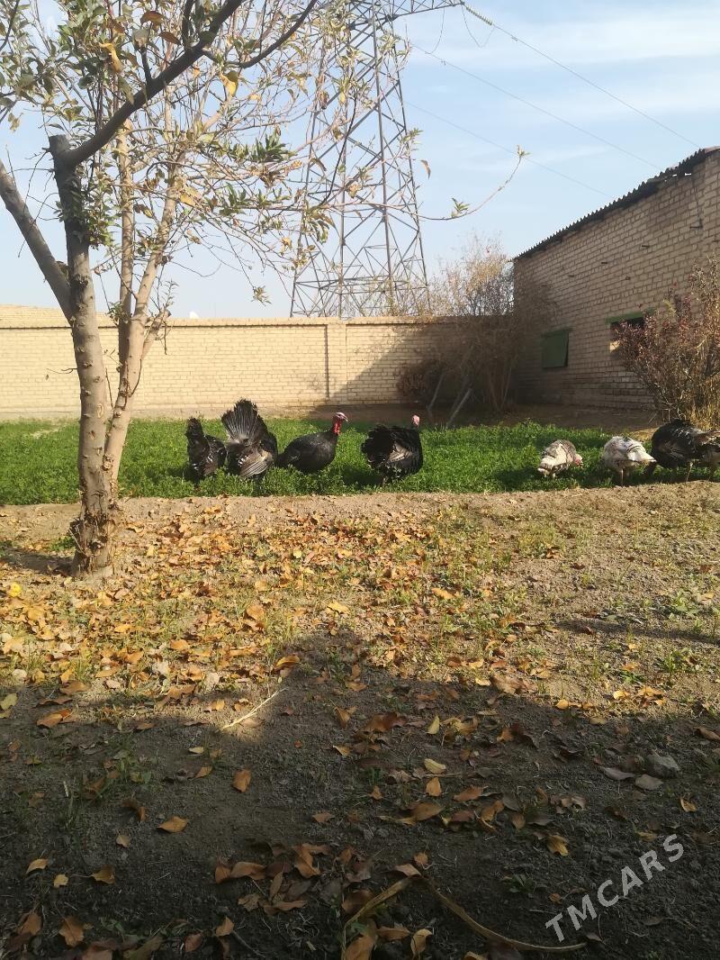 Индюки - Туркменабат - img 3